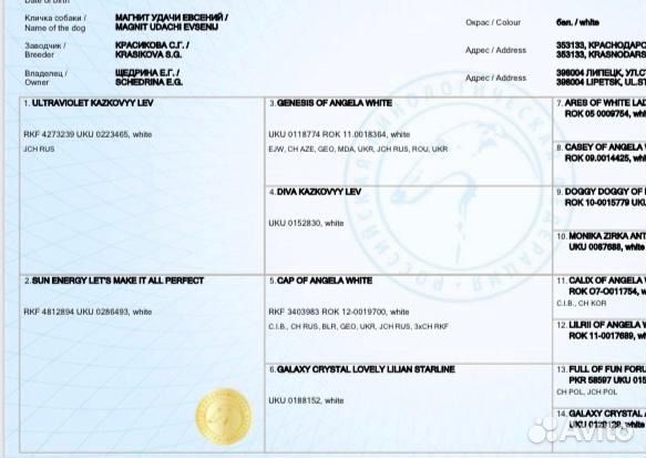 Мальтезе вязка