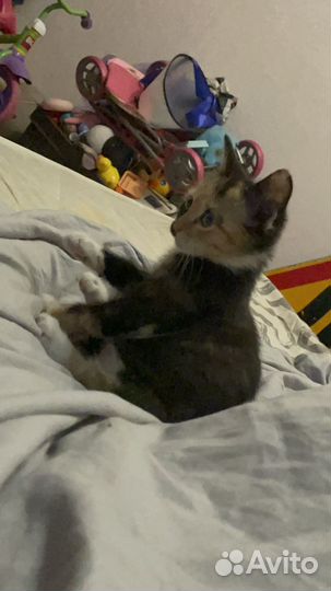 Котенок