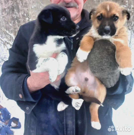 Ищут дом щенки 7 мальчиков