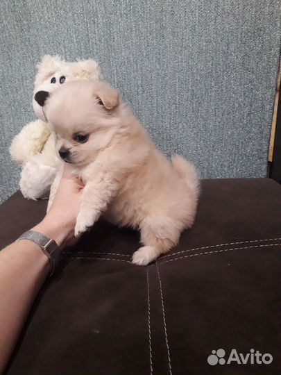 Померанский шпиц