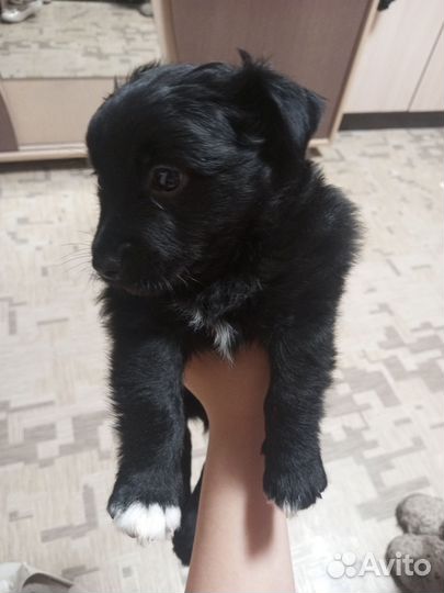 Собака в добрые руки отдам бесплатно