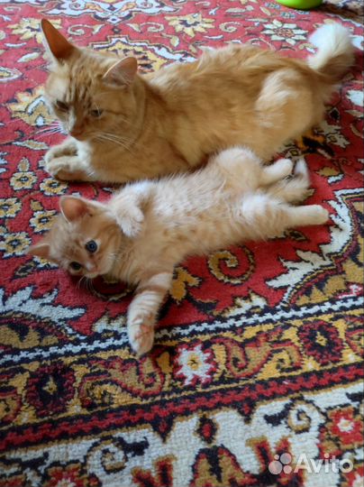 Рыжий котенок девочка