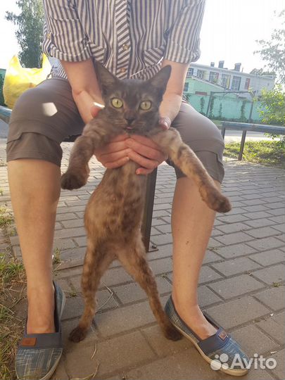 Кошку в добрые руки