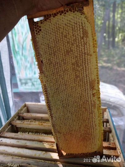 Мёд башкирский