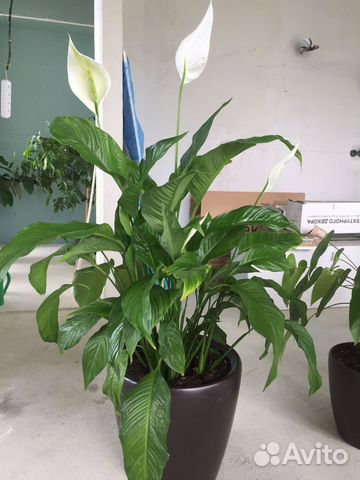 Спатифиллум