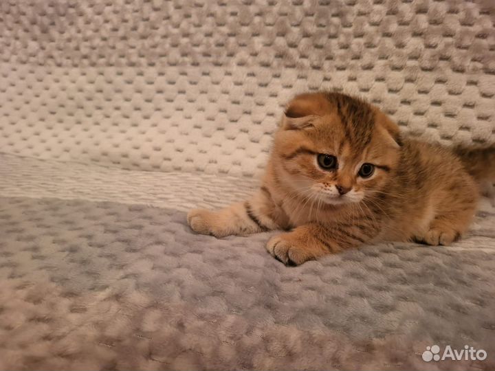 Кошки