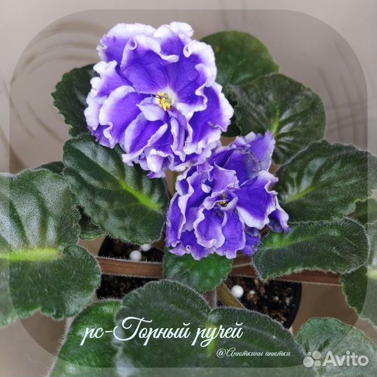 Фиалка