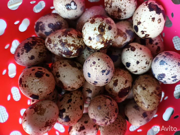 Яйца перепелиные домашние