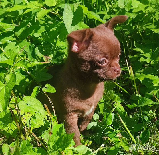 Чихуахуа мальчики лиловый и шоколад