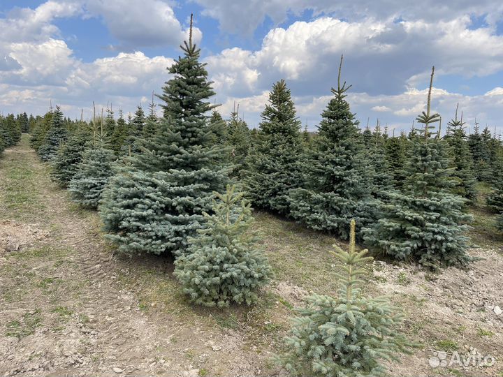 Ель голубая extra формированная с125, 3-3.5 метра