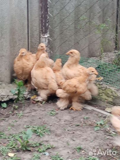 Цыплята петрушки кохин хин