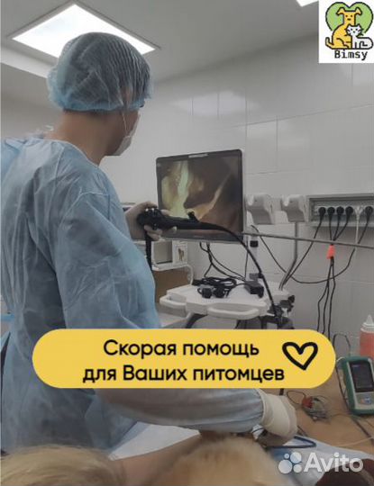 Ветеринарные услуги. Ветеринарный врач на дом