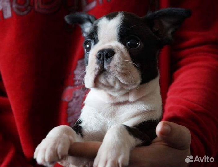 Щенки Бостон Терьер