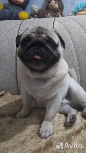 Мопс в добрые руки