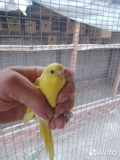 Волнистые попугаи