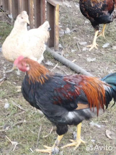 Продам петуха. Выбор