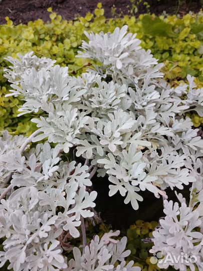 Многолетники садовые