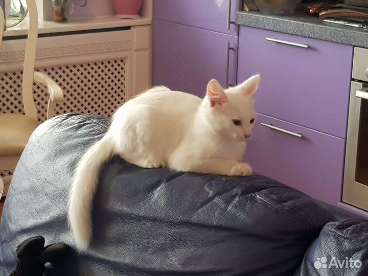 Вязка с котом турецкая ангора бесплатно