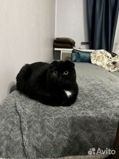 Вислоухая кошка