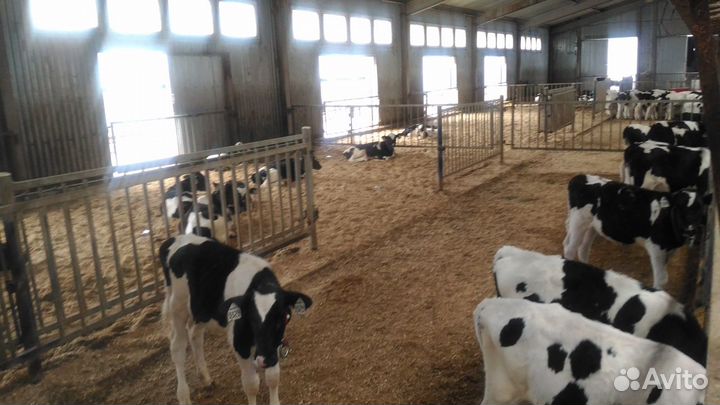 Телята Бычки