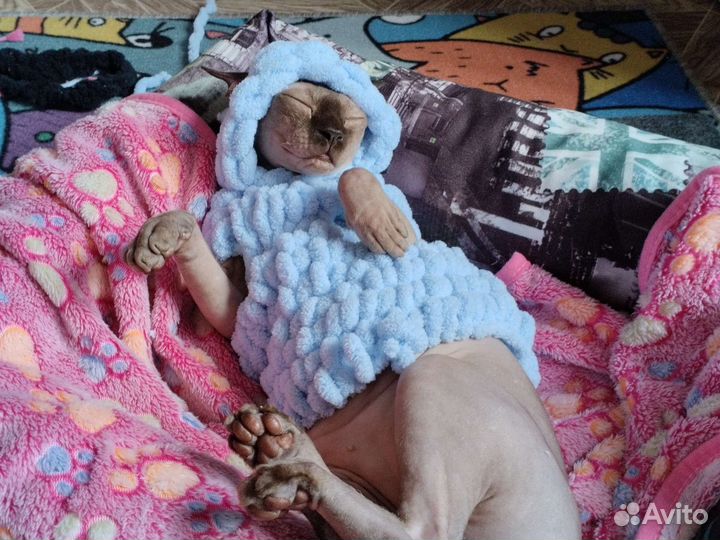 Одежда для животных