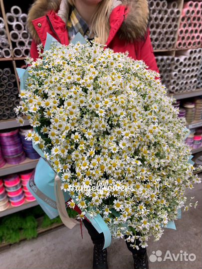 Кустовые ромашки