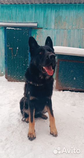 Собака вязка