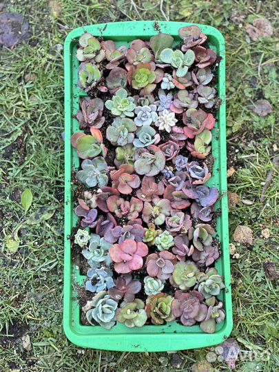 60 штук эхеверий