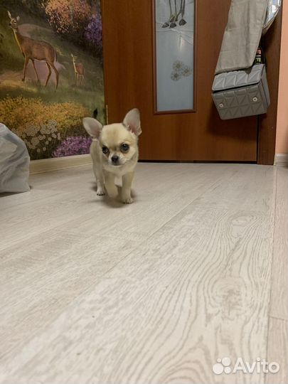 Собаки чихуахуа щенок