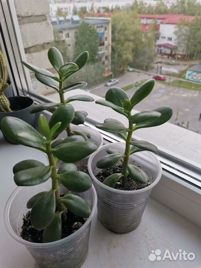 Крассула толстянка (денежное дерево)