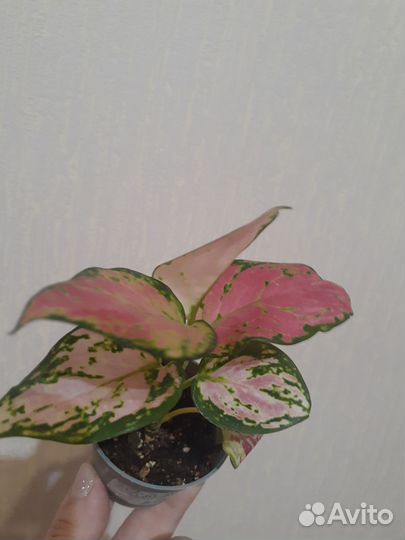 Детка аглаонемы