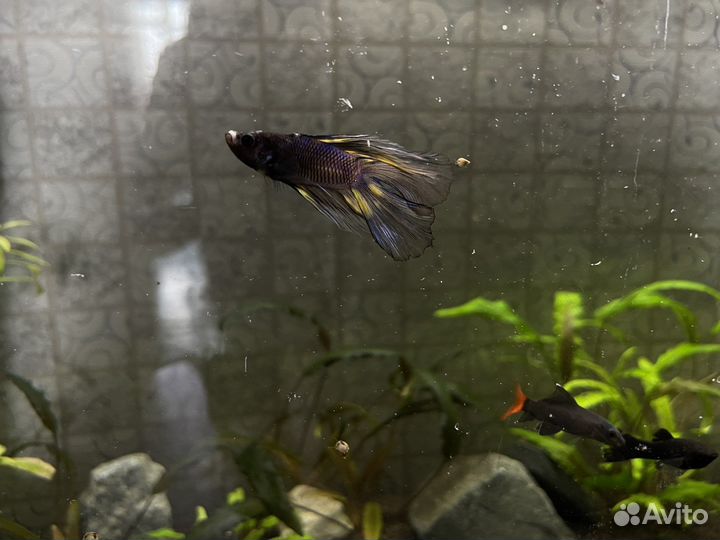 Рыбка петушок самец