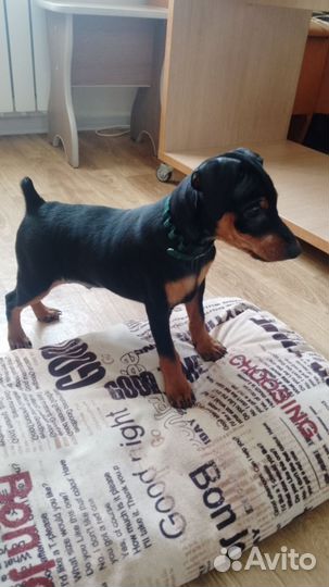 Цвергпинчар