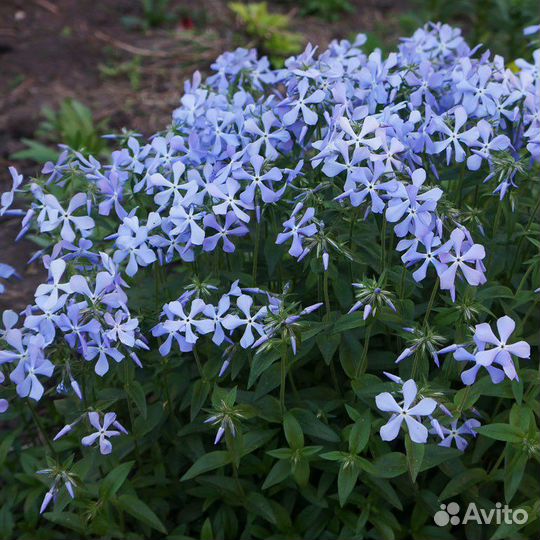 Флокс растопыренный почвопокровный