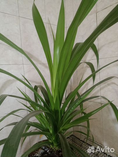 Пальма панданус