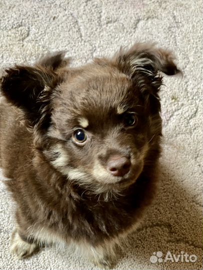 Папийон девочка, 4 мес