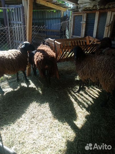 Овцы бараны