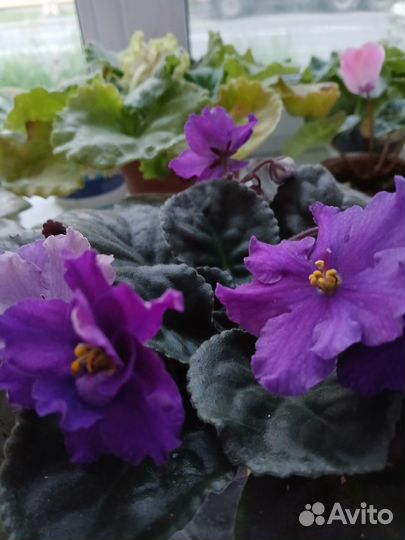 Фиалка бесплатно