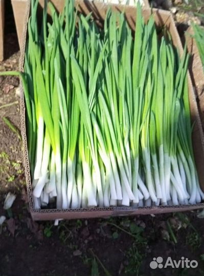 Лук зеленый свежей срезки LUK-8336