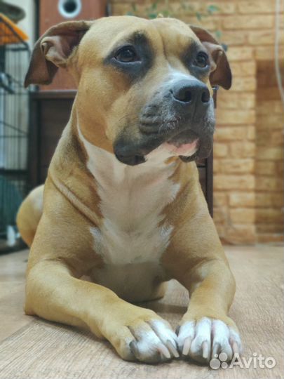 Щенки стафа