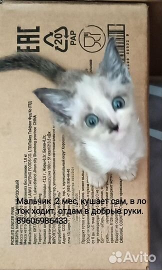 Котятки в добрые руки