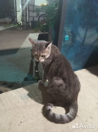 Европейский котик