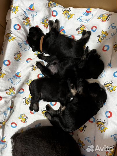 Щенки цвергшнауцер