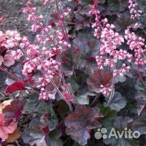 Гейхеры в ассортименте