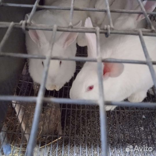 Продам кроликов на племя