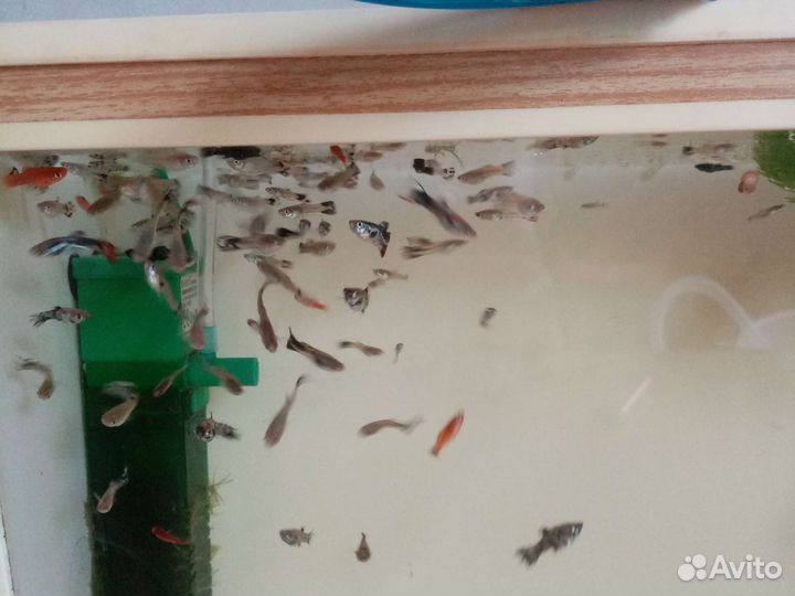 Рыбки, растения, улитки