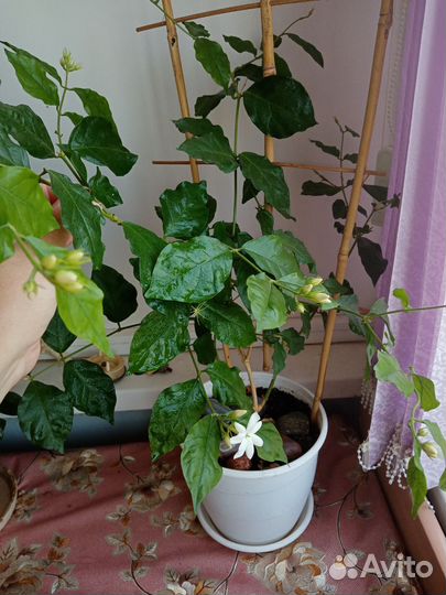 Продам цветы комнатные