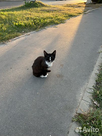 Кошечка в добрые руки