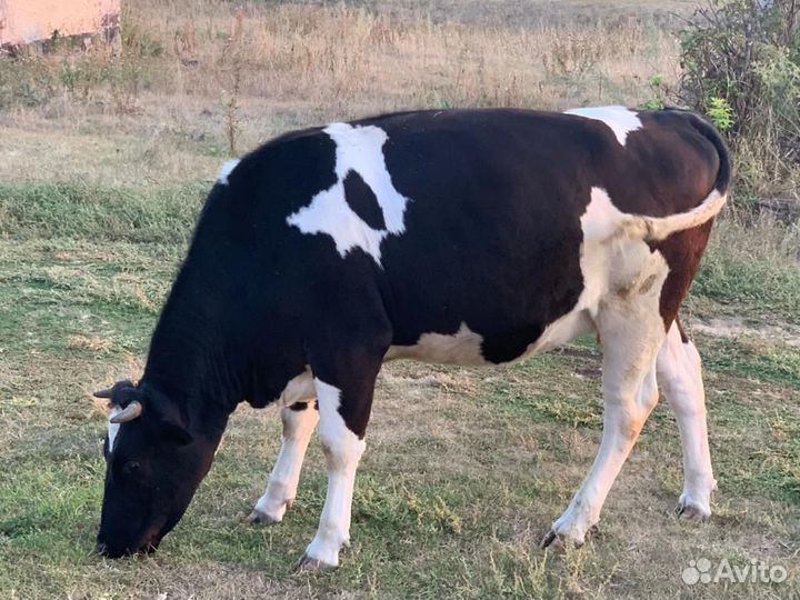 Коровы и нетели