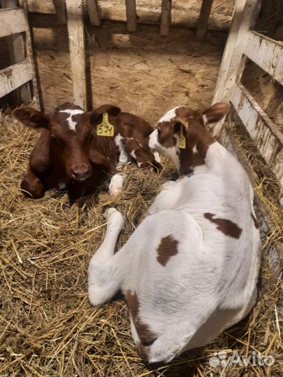 Бычки,телята,быки